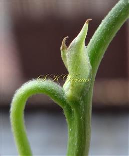  Stipules